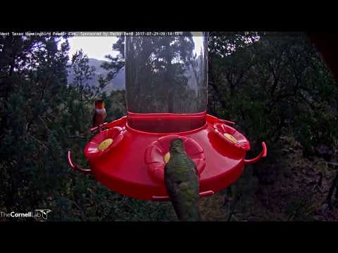 Male Rufous Hummingbird Hovers Into View – July 21, 2017