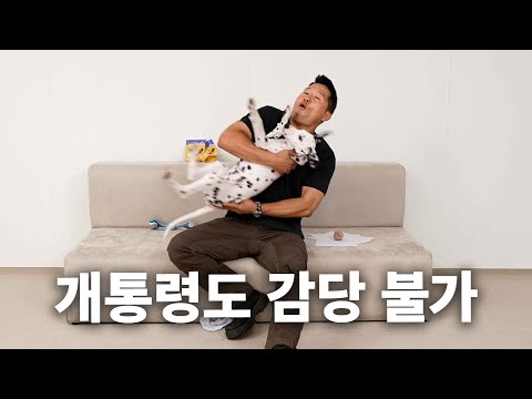 악마견도 혀를 내두르는 새로운 악마견 | 견종백과 달마시안편