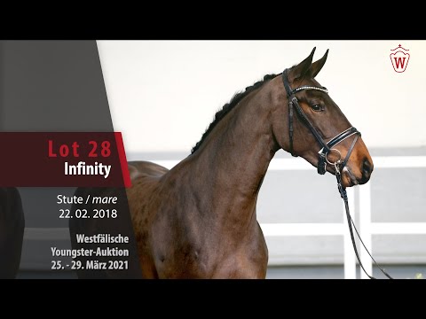 Westf. Youngster-Auktion 25.-29. März 2021 Lot 28 Infinity Stute v. I'm Special de Muze - Lancer II