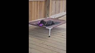 Video preview image #1 Dachshund Puppy For Sale in Boonton, NJ, USA