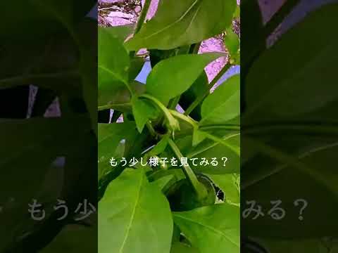 唐辛子をいつポットに播くか 種子の発芽方法 ガーデニングのヒント