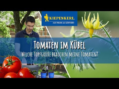 Tomaten im Kübel anbauen - Welche Kübelgröße ist die richtige? - Teil 1