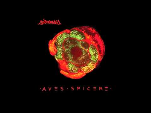 Andromaca - INDRA'S ALARM (PER DIEM)