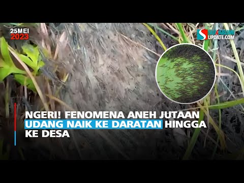 Ngeri! Fenomena Aneh Jutaan Udang Naik ke Daratan hingga ke Desa