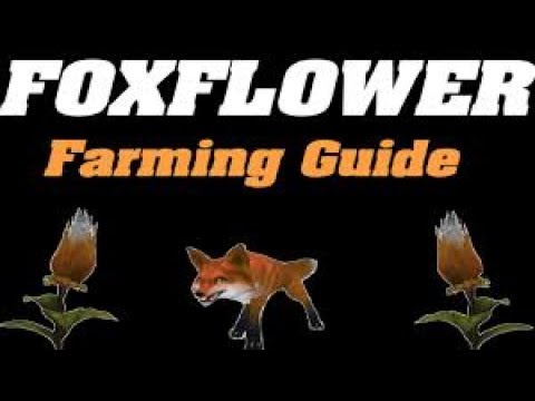 Foxflower Farming 7.2.5! Watch for the fox w/Rank 3!