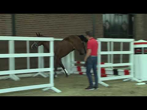 30. Mecklenburger Körtage 2020 - Kat.Nr. 50 Junghengst v. Canoso - Nugat