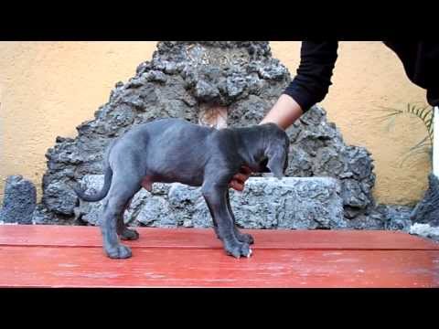 Fila Brasilero Macho 1. Cachorros fila brasileiro en venta. 01(55)84885050