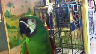 preview picture of video 'Liu the severe macaw talking at the Wilson Parrot Foundation 3'