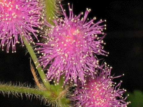 MINO VERGNAGHI - AMARE