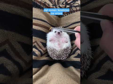 Así come tenebrios un erizo 🪱🦔 | Erizoo México
