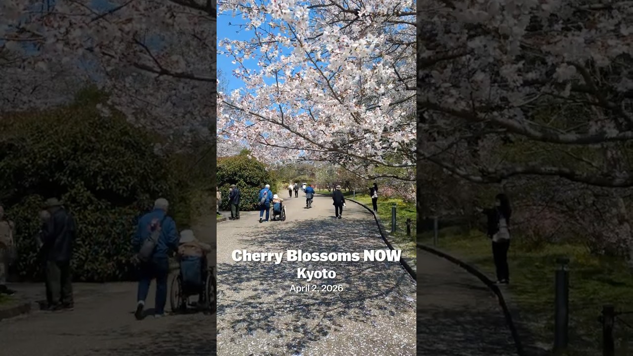 2026 Cherry blossom report - Kyoto April 2