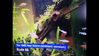 Rude 66- The 1000 Year Storm (Ambient version) - Official video