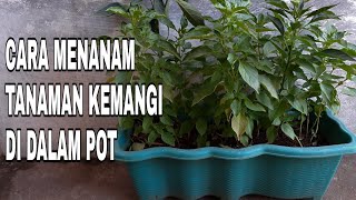 Download lagu Cara Menanam Kemangi Dalam Pot mp3