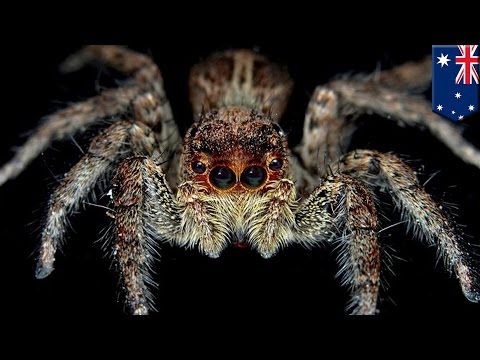 New painkillers found in spider venom by trained professionals who urge you to not try this at home