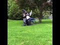 Laugh Until You Drop