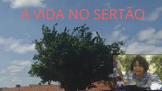 nossa Vida No Nordeste!      