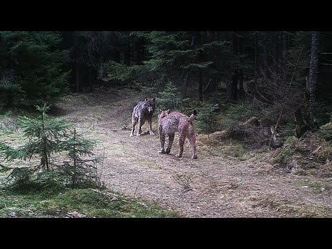 Eurasian lynx and wolf encounter: sequence of camera trap photos