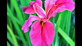 Blackie & the Rodeo Kings w/ Emmylou Harris - Step Away