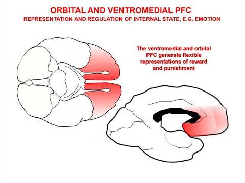 The Neurobiology of Prefrontal Cortex and its Role in Mental Disorders