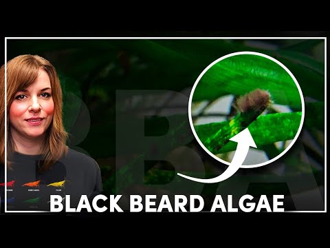 What Causes Black Beard Algae/BBA? And How to Prevent It