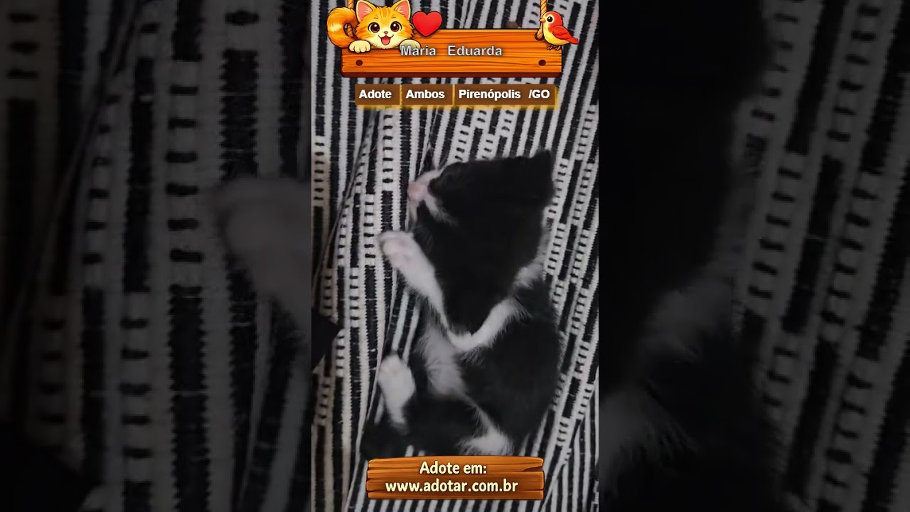 Gato raça SRD-ViraLata idade 2 a 6 meses nome Maria Eduarda