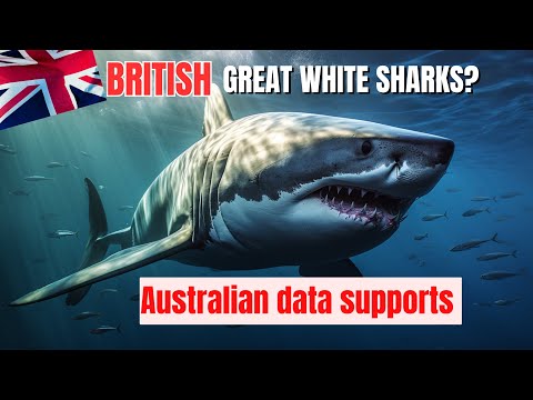 AUSSIE Tag data supports viability of BRITISH GREAT WHITE SHARKS 🦈