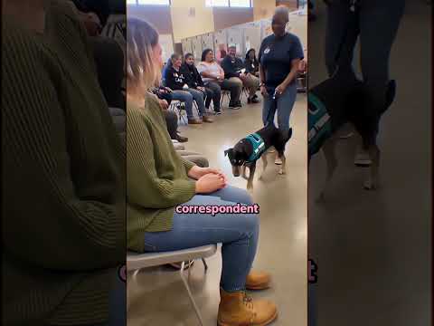 On A Mis Les Chiens À L'épreuve Pour Choisir Leurs Maîtres