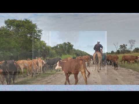 Videos de Charadai Todo sobre Charadai Chaco