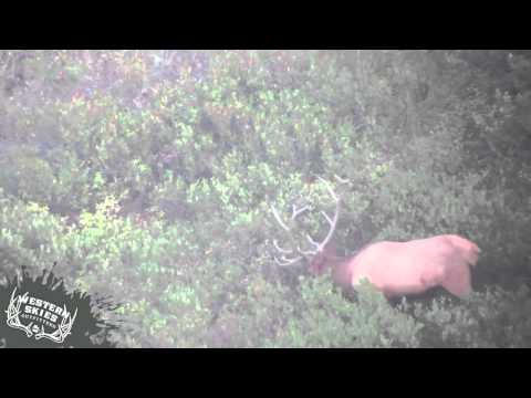 Long Range 480 Yard Kill Shot - Elk Hunting In Utah