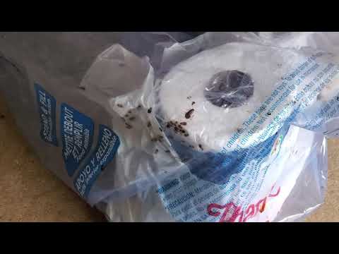 A Severe Cockroach Infestation in East Brunswick, NJ