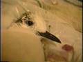 The Rescue Of George The Seagull Music By Paul Simon A Video By PKLaf