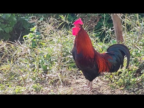 Several Roosters crowing Loudly | रूस्टर की आवाज़ | Rooster crowing sounds effect 2022