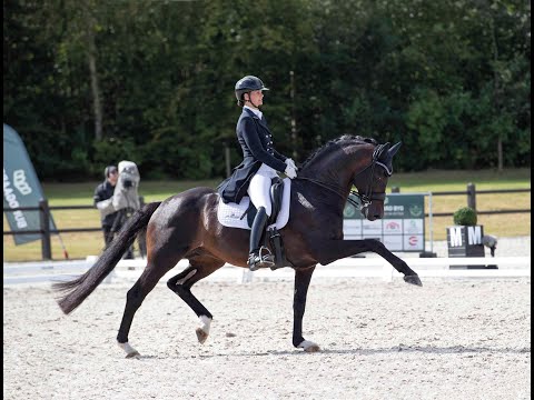 Franklin - Stallion Collection Schockemoehle & Helgstrand 2021 ENG