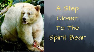 preview picture of video 'A step closer to the Spirit Bear'