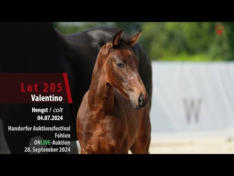Auktionsfestival Lot 205 Valentino Hengst v. Va Bene - Livaldon