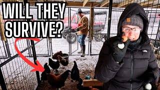 Snowmageddon 2025: Freezing Temps, Cracked Eggs & Farm Survival!