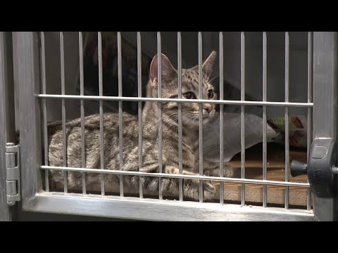 Danville Spca