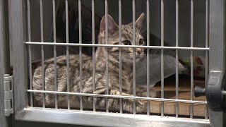 Danville SPCA urges thoughtful pet adoptions during holiday season, partners with local dealership f