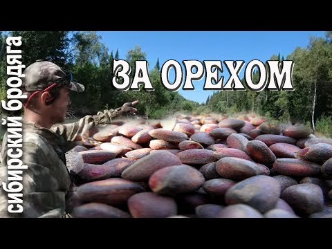В ТАЙГУ НА ШИШКАРКУ / ОРЕХОВАЯ ЛИХОРАДКА В СИБИРИ
