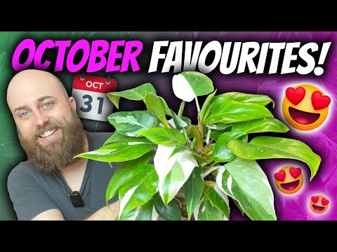 October 2022 Favourite Plants  😍🌱 | Monstera, Alocasia, and Philodendron (big surprise....)