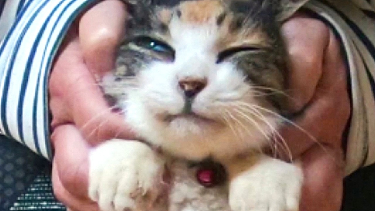 きさんじ　人への信頼がゆらいだか？