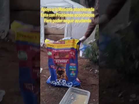 Perritos abandonados hualqui bio bio chile #rescateanimal #adoptanocompres #perritos #biobío #chile