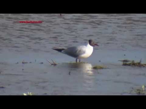 Gaviota reidora ( Larus ridibundus ) Black-headed Gull