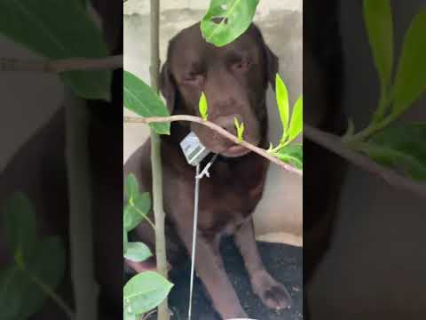 Gaetano è oggi radioamatore. Poi domani si vedrà !!!! 😜