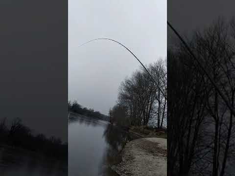 Prima cattura con  Daiwa Amorphous BI Extreme 6 MT, bolo mostruosa potenza allo stato puro 🔝