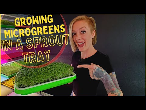 How to Grow Microgreens Using Sprouting Trays | Step-By-Step Tutorial | Soilless Growing