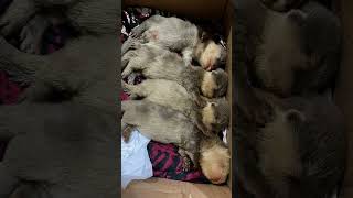 Download lagu baby otter 🥰🦦 #mtb #shorts #subscribe mp3 Download lagu baby otter 🥰🦦 #mtb #shorts #subscribe mp3