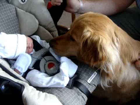 Ce face un c&acirc;ine atunci c&acirc;nd &icirc;nt&acirc;lnește pentru prima oară un bebeluș Noul viral de pe Facebook! (VIDEO)