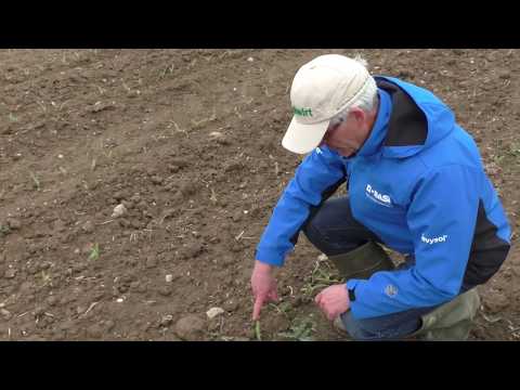 Aktuelle Empfehlungen im Mais