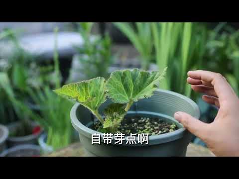 海棠開花